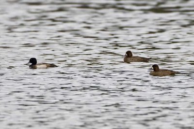 Lesser Scaup (Aythya affinis), Exeter Waste Water Treatment Plant, Exeter, NH