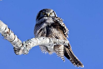 Northern Hawk Owl (Surnia ulula), Center Harbor, NH