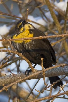 Yellow-headed Blackbird (Xanthocephalus xanthocephalus), Dock Road, Salisbury, MA