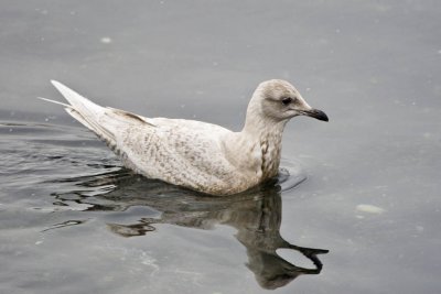 Iceland Gull (first cycle) (Larus glaucoides), State Fish Pier, Gloucester, MA