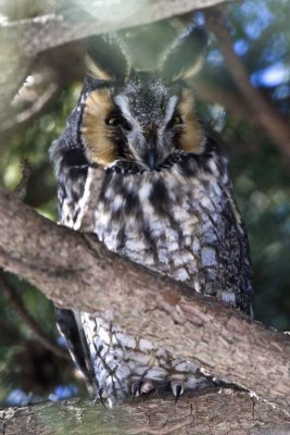 Long-eared Owl (Asio otus), Salisbury State Reservation, Salisbury, MA