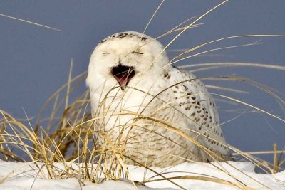 Snowy Owl (Bubo scandiacus), Salisbury State Reservation, Salisbury, MA