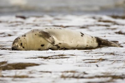 Juvenile Harp Seal (Pagophilus groenlandicus) resting on marsh, Salisbury State Reservation, Salisbury, MA