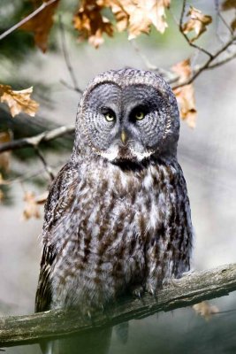 Great Gray Owl (Strix nebulosa), Durham, NH