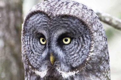 Great Gray Owl (Strix nebulosa), Durham, NH