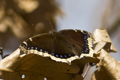 Mourning Cloak (Nymphalis antiopa), Brentwood Mitigation Area, Brentwood, NH