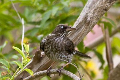 Pearly-eyed Thrasher (Margarops fuscatus), St. Croix, U.S. Virgin Islands