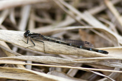 Northern Bluet (teneral female - blue form) (Enallagma annexum), Brentwood Mitigation Area, Brentwood, NH.