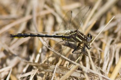 Lancet Clubtail (Gomphus exilis), Brentwood Mitigation Area, Brentwood, NH.