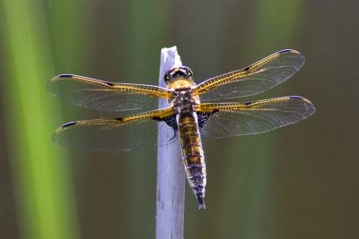 Four-spotted Skimmer (female)(Libellula quadrimaculata), Foss-Wasson Field, East Kingston, NH.