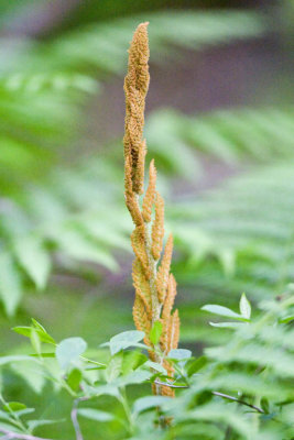 Cinnamon Fern (Osmunda cinnamomea), East Kingston, NH.