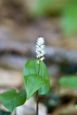 Wild Lily of the Valley (Maianthemum canadense), East Kingston, NH.