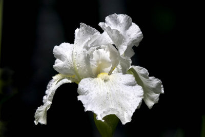 Dutch Iris (Iris hollandica), East Kingston, NH.