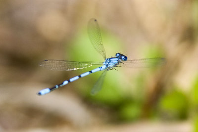 Northern Bluet (Enallagma cyathigerum), Brentwood Mitigation Area, Brentwood, NH.