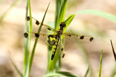 Calico Pennant (immature male) (Celithemis elisa), Brentwood Mitigation Area, Brentwood, NH.