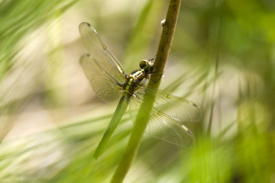 Spangled skimmer (female) (Libellula cyanea), Brentwood Mitigation Area, Brentwood, NH.