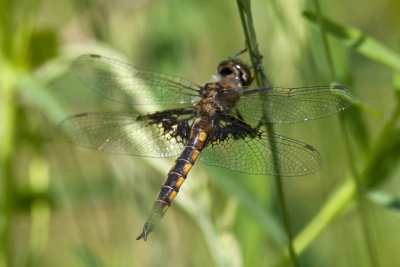 Common Baskettail (Eitheca cyanosura), Brentwood Mitigation Area, Brentwood, NH.