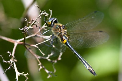 Racket-tailed Emerald (female) (Dorocordulia libera), Brentwood Mitigation Area, Brentwood, NH.