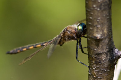 Baskettail sp (Epitheca), Brentwood Mitigation Area, Brentwood, NH.