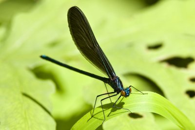 Ebony Jewelwing (male) (Calopteryx maculata), Darby Brook Conservation Area, Hampstead, NH.