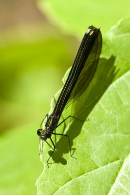 Ebony Jewelwing (female) (Calopteryx maculata), Darby Brook Conservation Area, Hampstead, NH.