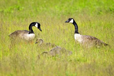 Canada Goose Family (Branta canadensis), Parker River NWR, Newbury, MA.
