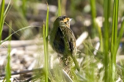 Saltmarsh Sharp-tailed Sparrow (Ammodramus caudactus), Parker River NWR, Newbury, MA.