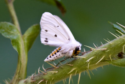 Virginian Tiger Moth (Spilosoma virginica - 8137), East Kingston, NH.