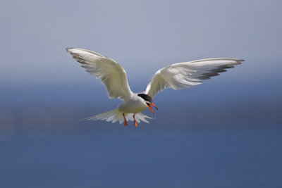 Common Tern hovering (Sterna hirundo), White Island, NH.