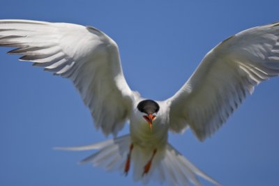 Common Tern attacking (Sterna hirundo), White Island, NH.