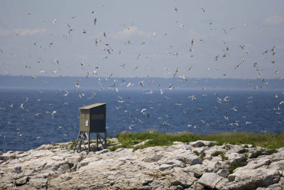 Terns in flight and observation blind (Sterna sp), Seavey Island, NH.