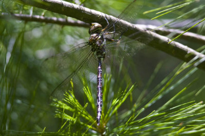 Lance-tipped Darner (Aeshna constricta), East Kingston, NH.