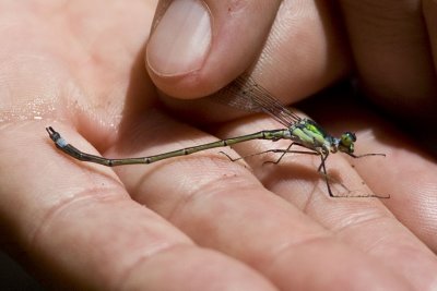 Elegant Spreadwing (male) (Lestes inaequalis), Darby Brook Conservation Area, Hampstead, NH.