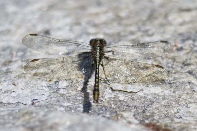 Lancet Clubtail (male) (Gomphus exilis), Sandown, NH.