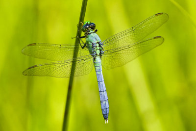 Common Pondhawk (male) (Erythemis simplicicollis), Foss Wasson Field, East Kingston, NH.