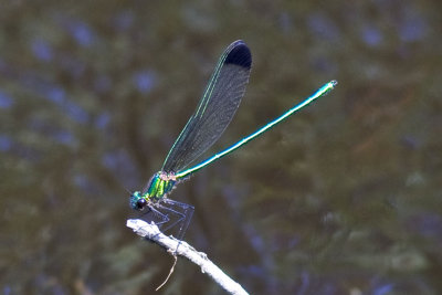Sparkling Jewelwing (Calopteryx dimidiata), Exeter River, Exeter, NH.