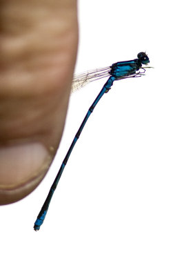 Stream Bluet (Enallagma exsulans), Exeter River, Exeter, NH.