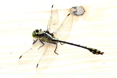 Black-shouldered Spinyleg (Dromogomphus spinosus), Little River, Kingston, NH.