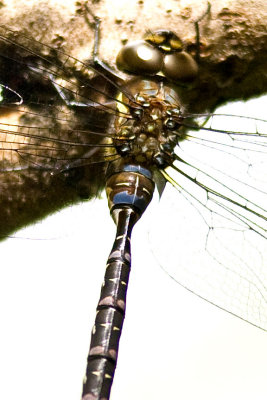 Possible Green-striped Darner (Aeshna verticalis), Brentwood Mitigation Area, Brentwood, NH.