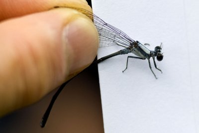 Powdered Dancer (Argia moesta), Exeter River, Exeter, NH.