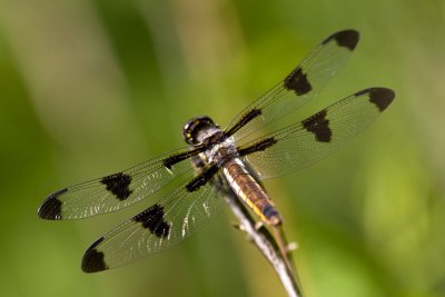 Twelve-spotted Skimmer (female) ( Libellula pulchella), East Kingston, NH.