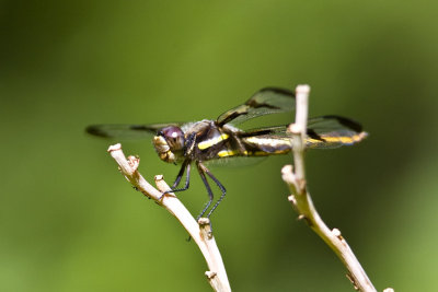 Twelve-spotted Skimmer (female) ( Libellula pulchella), East Kingston, NH.