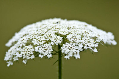 Queen Anne's Lace - aka Wild Carrot (Daucus carota), Brentwood Mitigation Area, Brentwood, NH.