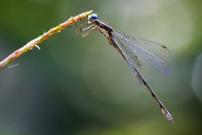 Spotted Spreadwing (male) (Lestes congener) , Brentwood Mitigation Area, Brentwood, NH.