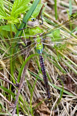 Common Green Darner (female) (Anax junius), Brentwood Mitigation Area, Brentwood, NH.