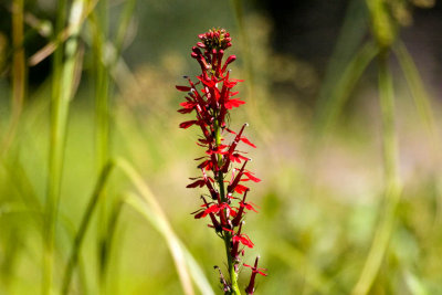 Cardinal Flower (Lobelia cardinalis), by the Exeter River, Brentwood, NH.