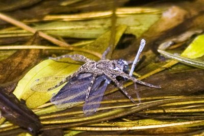 Damselfly predation by spider, Exeter River, Powder Mill Road, Exeter, NH.