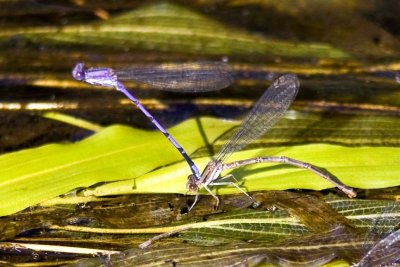 Variable Dancers ovipositing in tandem (Argia fumipennis violacea), Exeter River, Powder Mill Road, Exeter, NH.