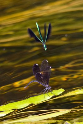 Ebony Jewelwings (Calopteryx maculata), Exeter River, Powder Mill Road, Exeter, NH.