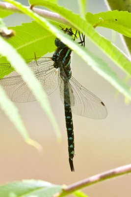 Black-tipped Darner (female) (Aeshna tuberculifera), Brentwood Mitigation Area, Brentwood, NH.